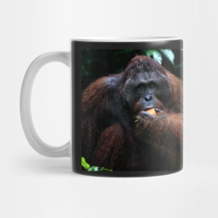 Large male Orangutan, Borneo Mug